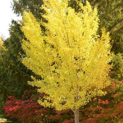 Ginkgo biloba Autumn Gold