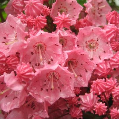 Kalmia latifolia Pink Charm