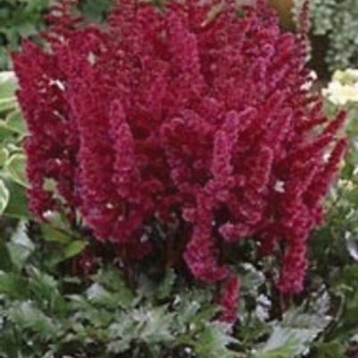Astilbe chinensis Vision in Red