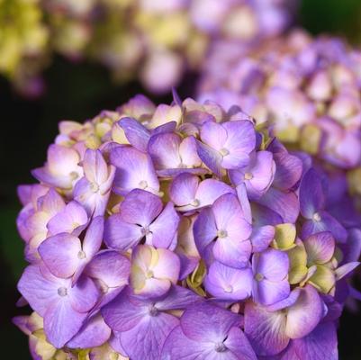 Hydrangea macrophylla BloomStruck®