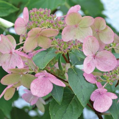 Hydrangea paniculata Fire and Ice