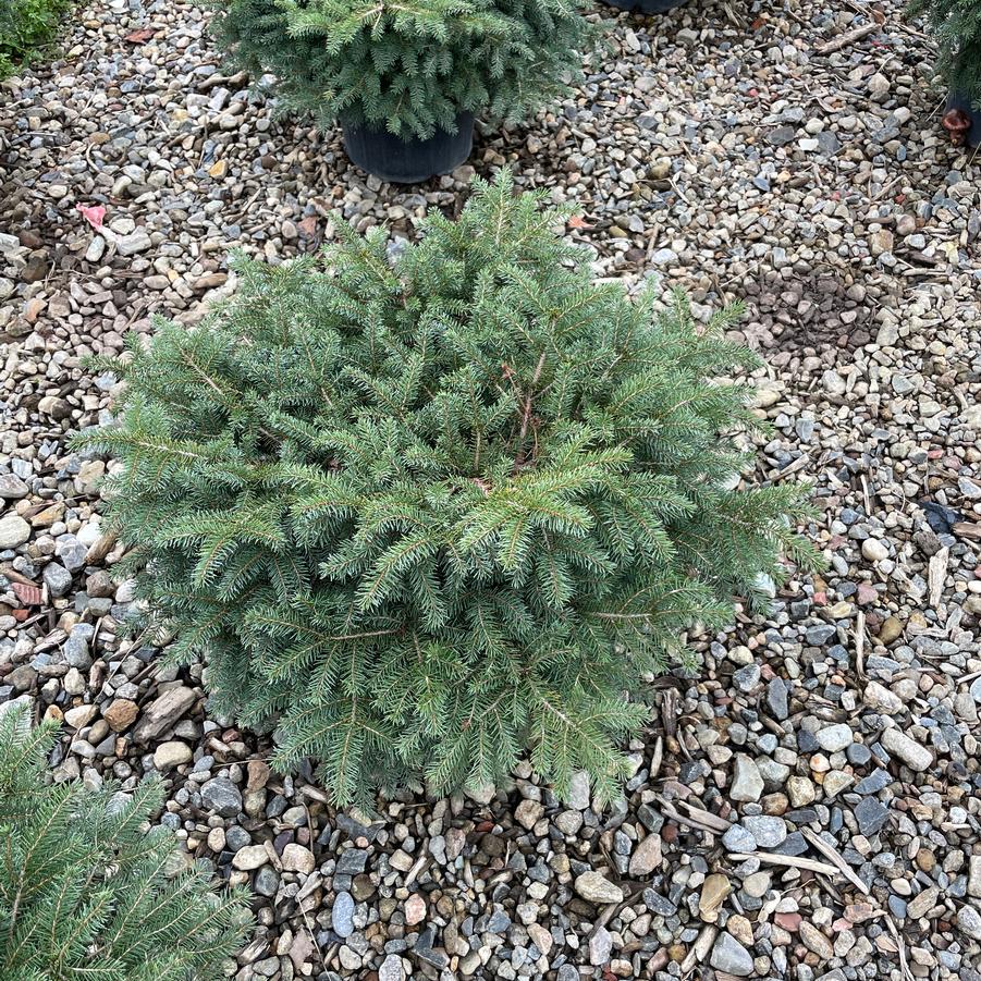 Picea abies Nidiformis