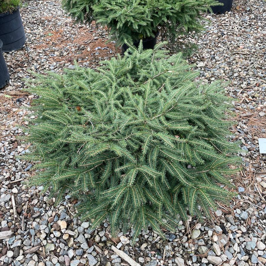 Picea abies Nidiformis