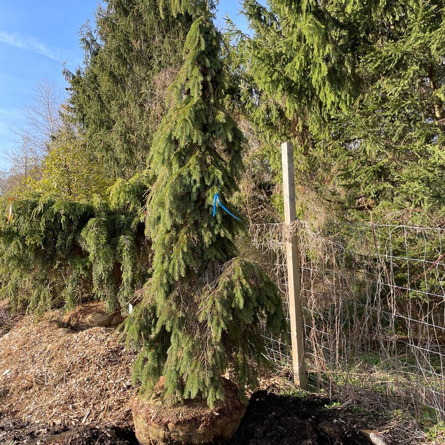 Picea glauca Pendula