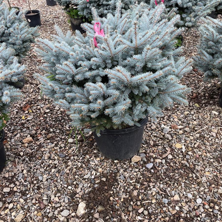 Picea pungens Montgomery