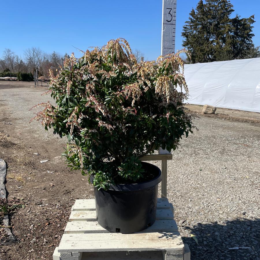 Pieris japonica Mountain Fire