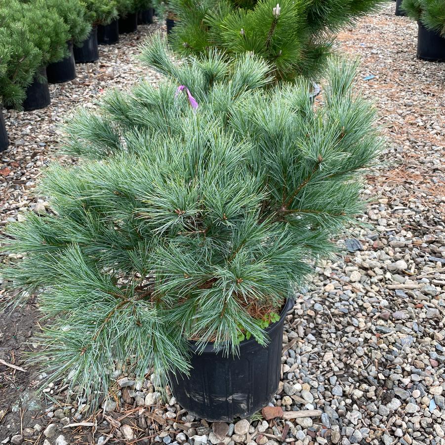 Pinus strobus Blue Shag