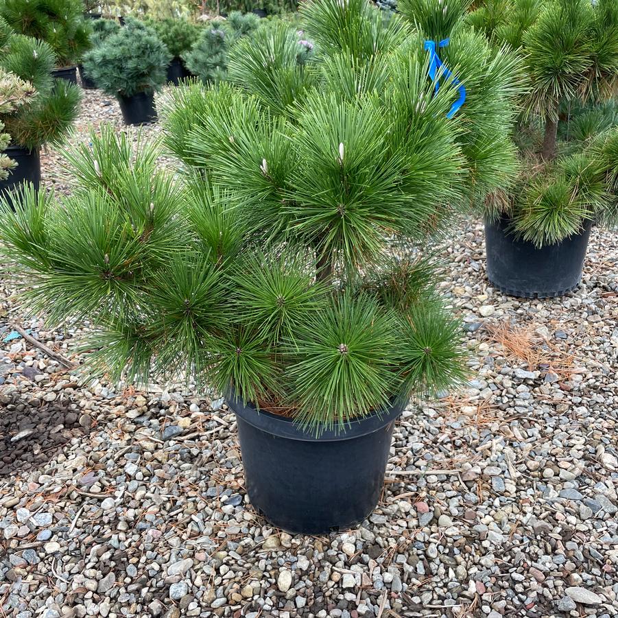 Pinus thunbergii Thunderhead