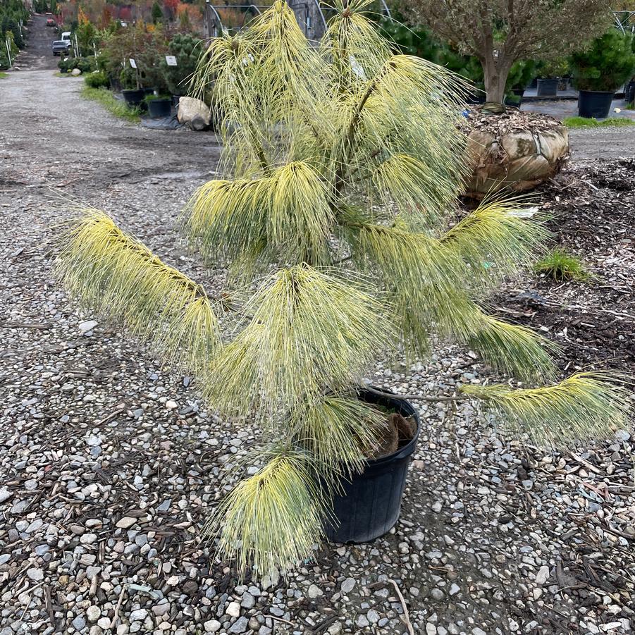 Pinus wallichiana Zebrina