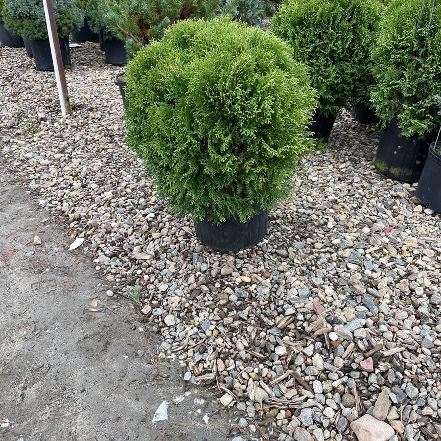Thuja occidentalis 'Little Giant' Arborvitae from Hardscrabble Farms