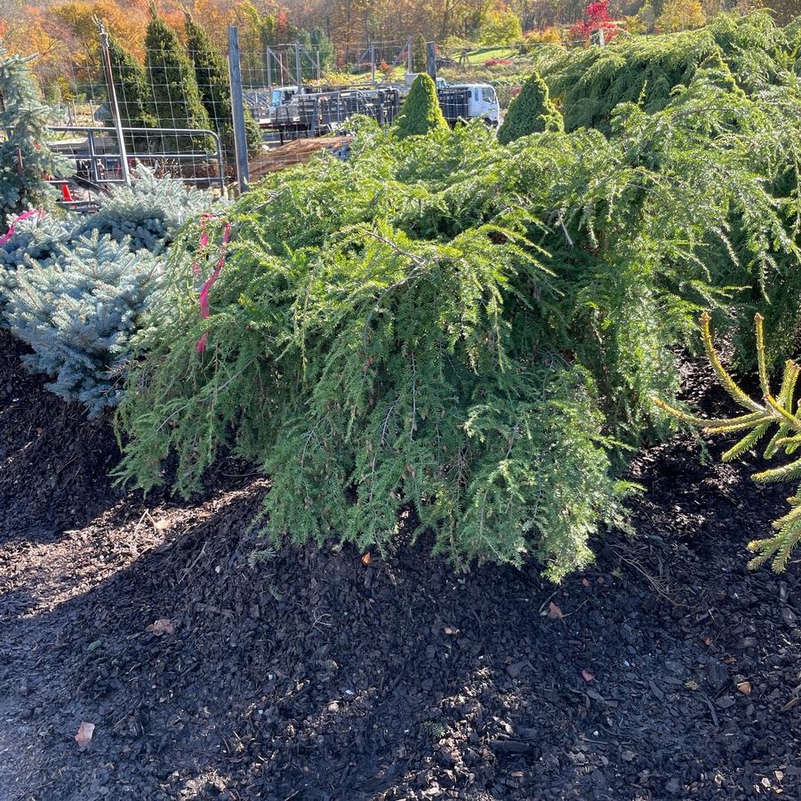 Tsuga canadensis Pendula
