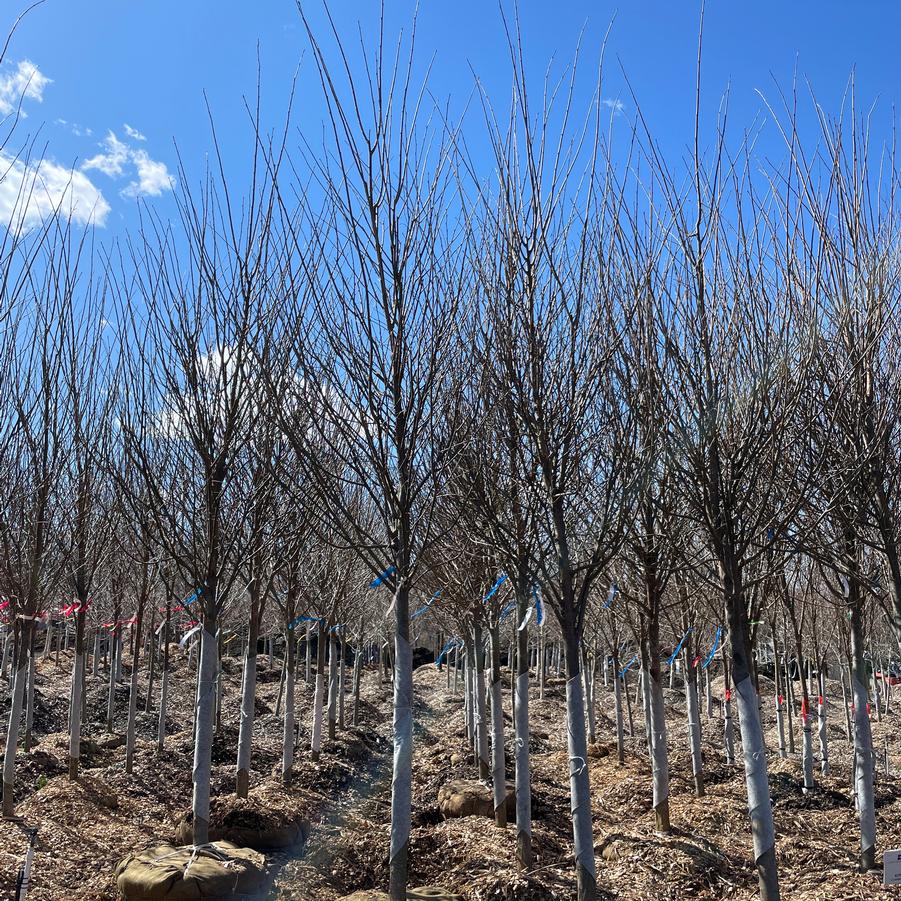 Ulmus americana Princeton