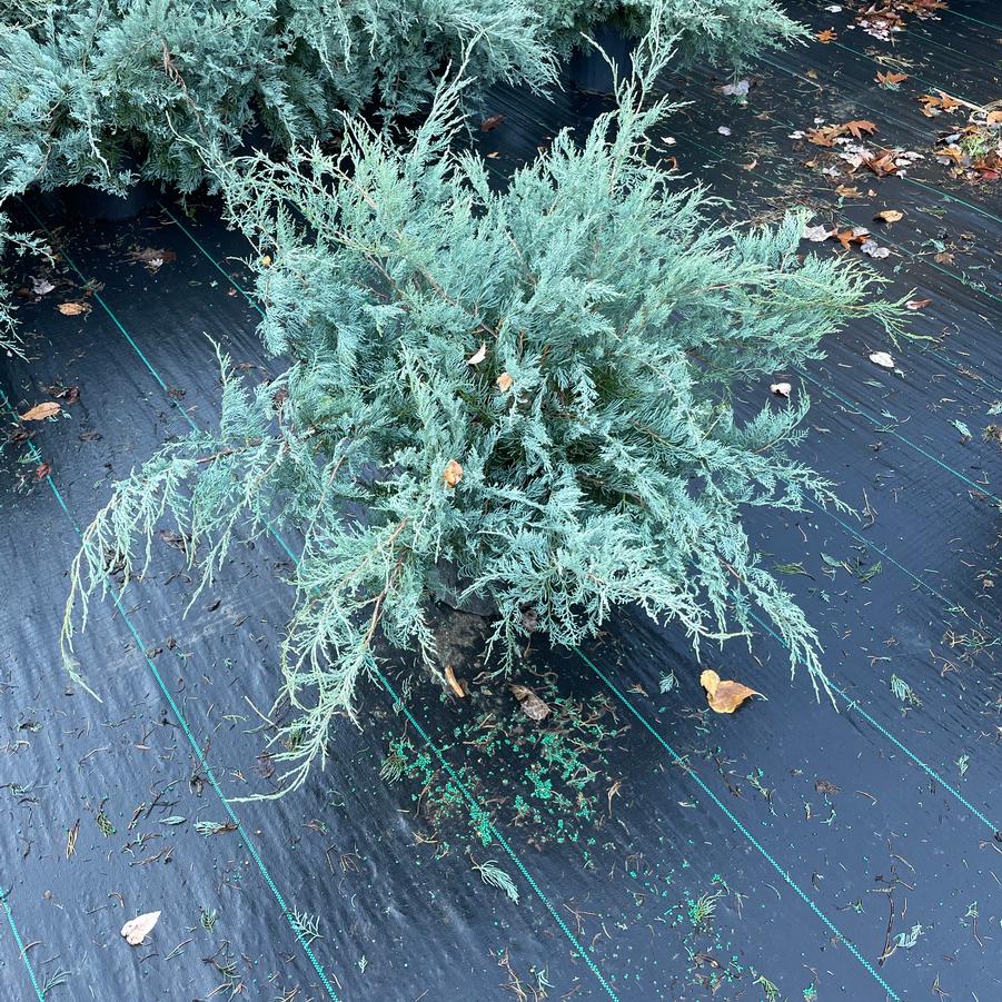 Juniperus chinensis Blue Pfitzer
