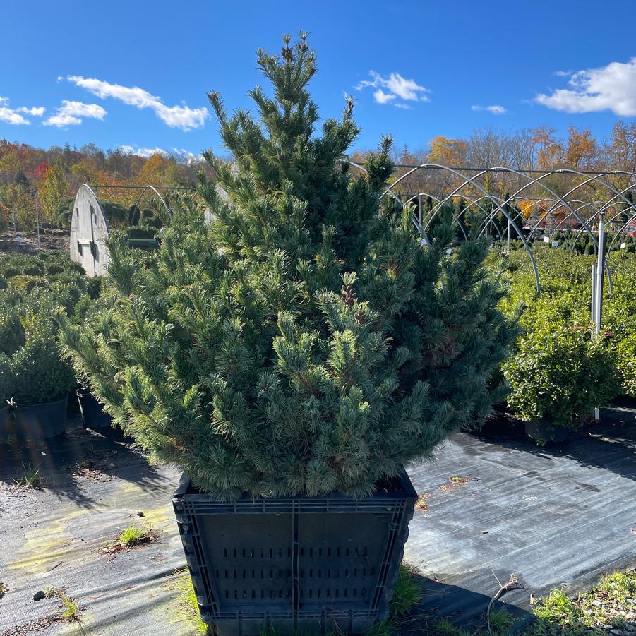 Pinus parviflora 'Bergman' Japanese White Pine from Hardscrabble Farms