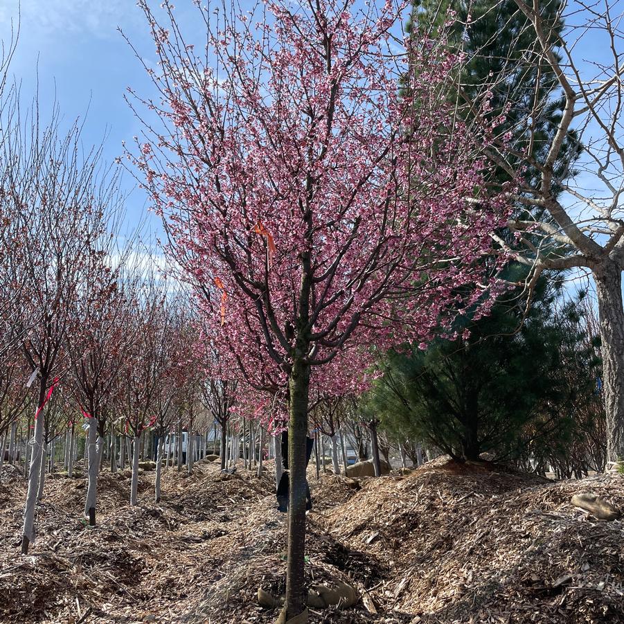 Prunus x incamp Okame