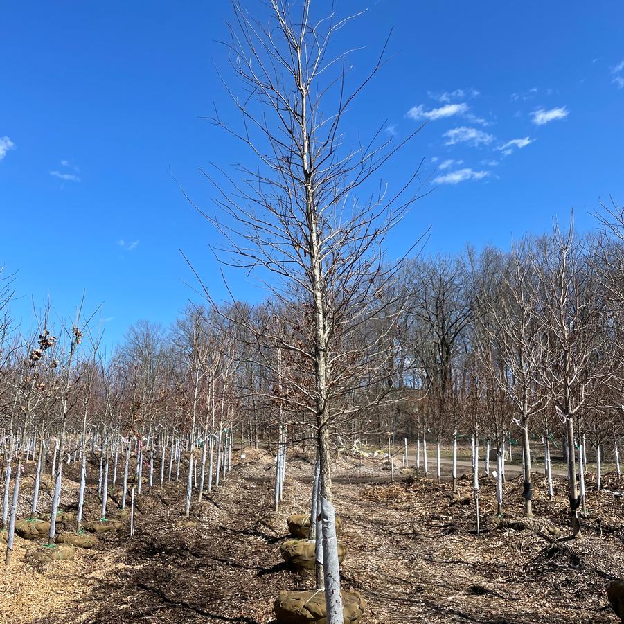 Quercus bicolor 