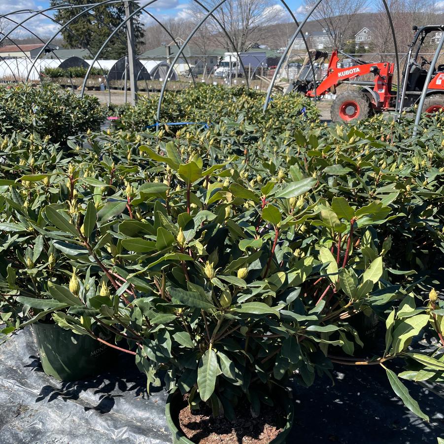 Rhododendron Roseum Elegans