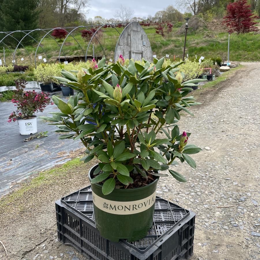 Rhododendron Roseum Elegans