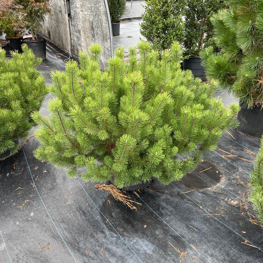 Pinus mugo 