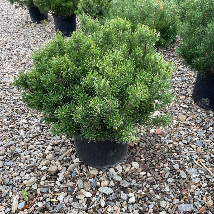 Pinus mugo 