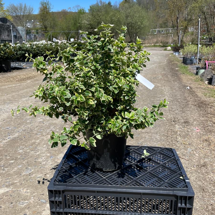 Euonymus fortunei Emerald Gaiety