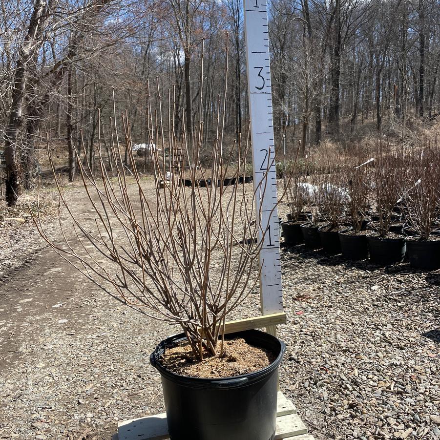 Viburnum dentatum 'Chicago Lustre®' Arrowwood Viburnum from ...