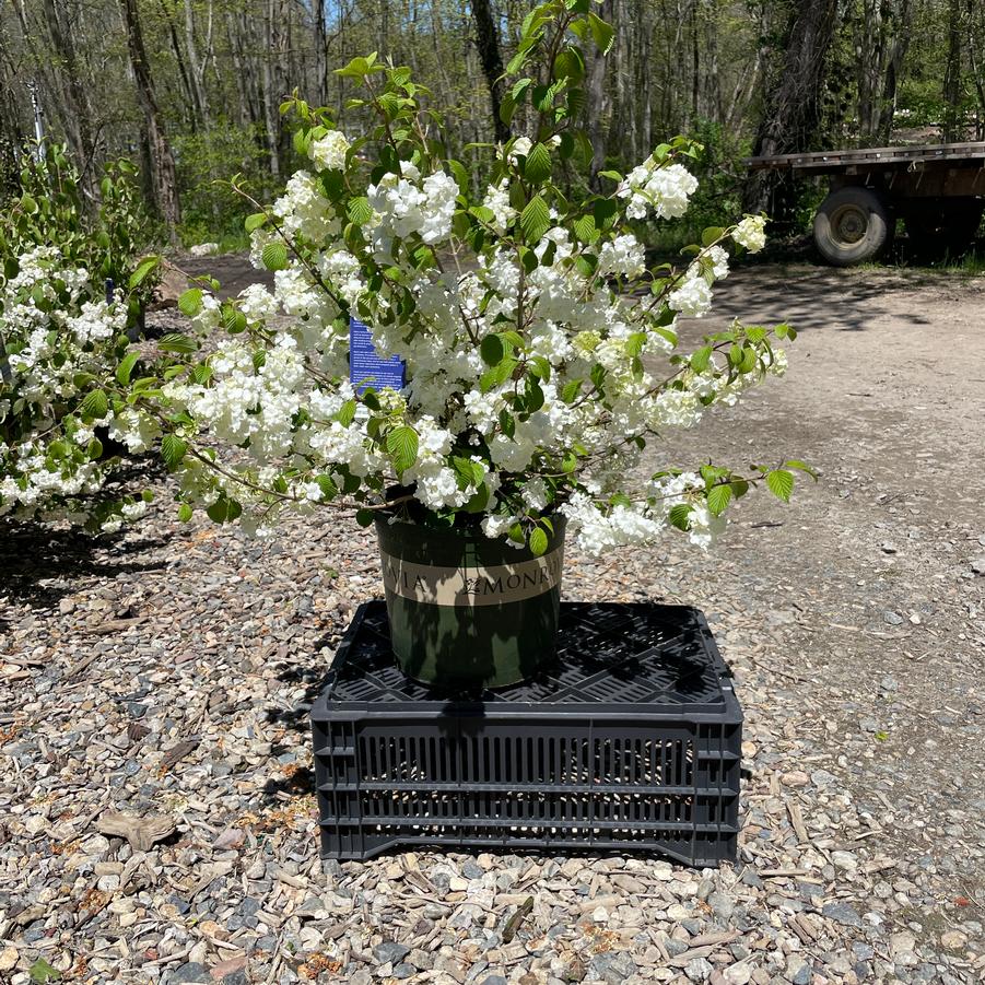 Viburnum plicatum f. plicatum Popcorn