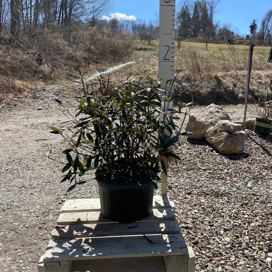 Viburnum Pragense