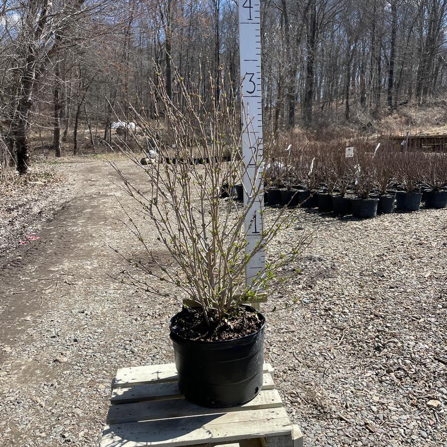 Viburnum x rhytidophylloides Alleghany