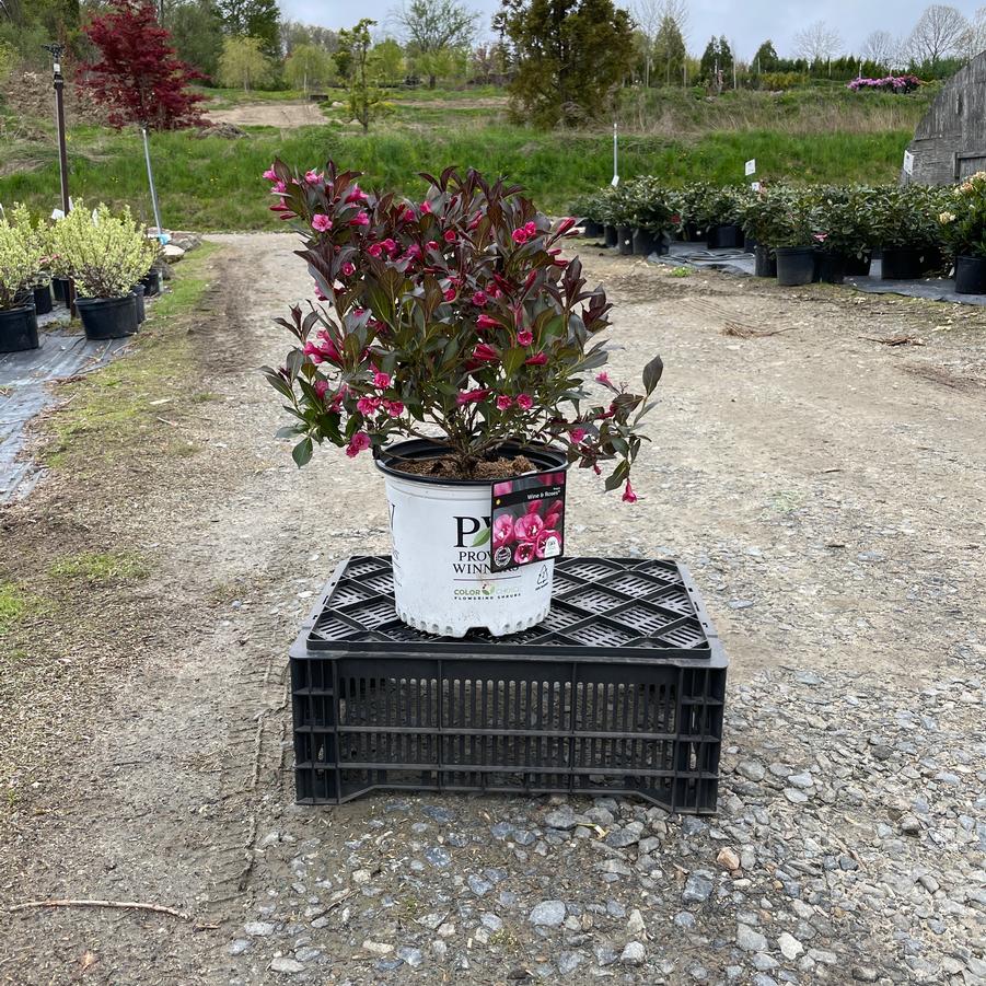 Weigela florida Wine & Roses®