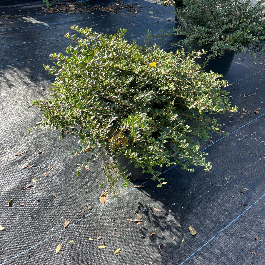 Ilex crenata Helleri