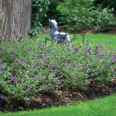 Buddleia Lo & Behold® Blue Chip
