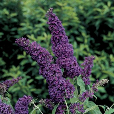 Buddleia davidii English Butterfly™ Purple Emperor™