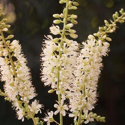 Clethra alnifolia Vanilla Spice®