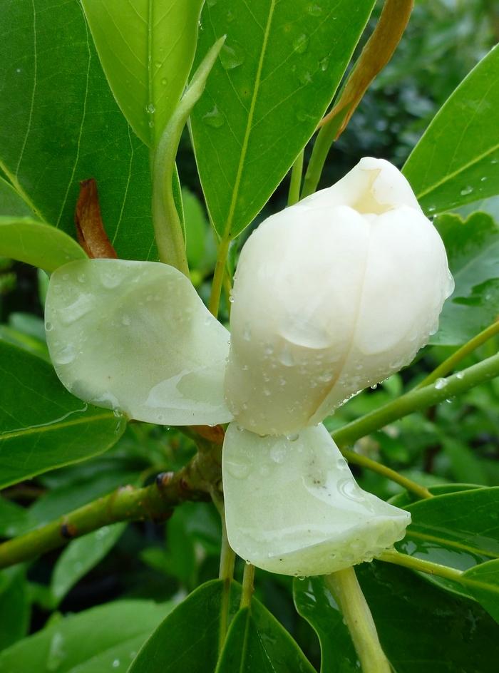 Magnolia virginiana Moonglow®
