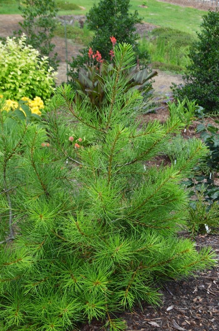 Pinus bungeana Compacta