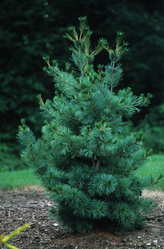 Pinus parviflora Ibo-Can