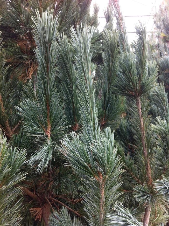 Pinus flexilis Vanderwolfe