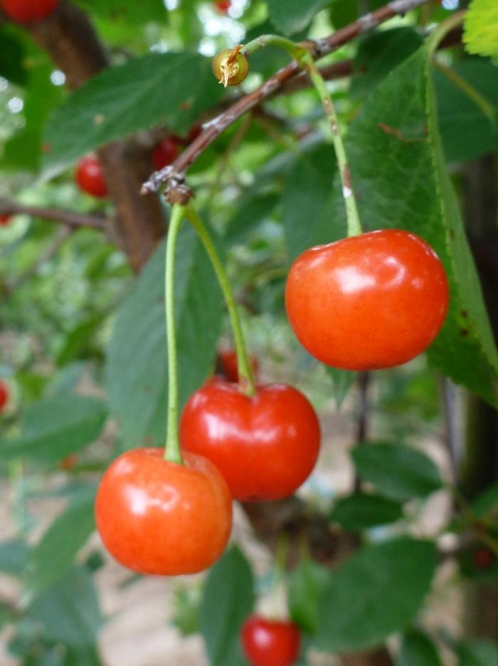 Prunus Montmorency