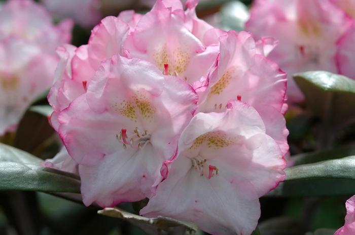 Rhododendron yakushimanum Ken Janeck