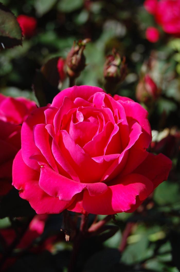 Rosa Knock Out® Pink Double