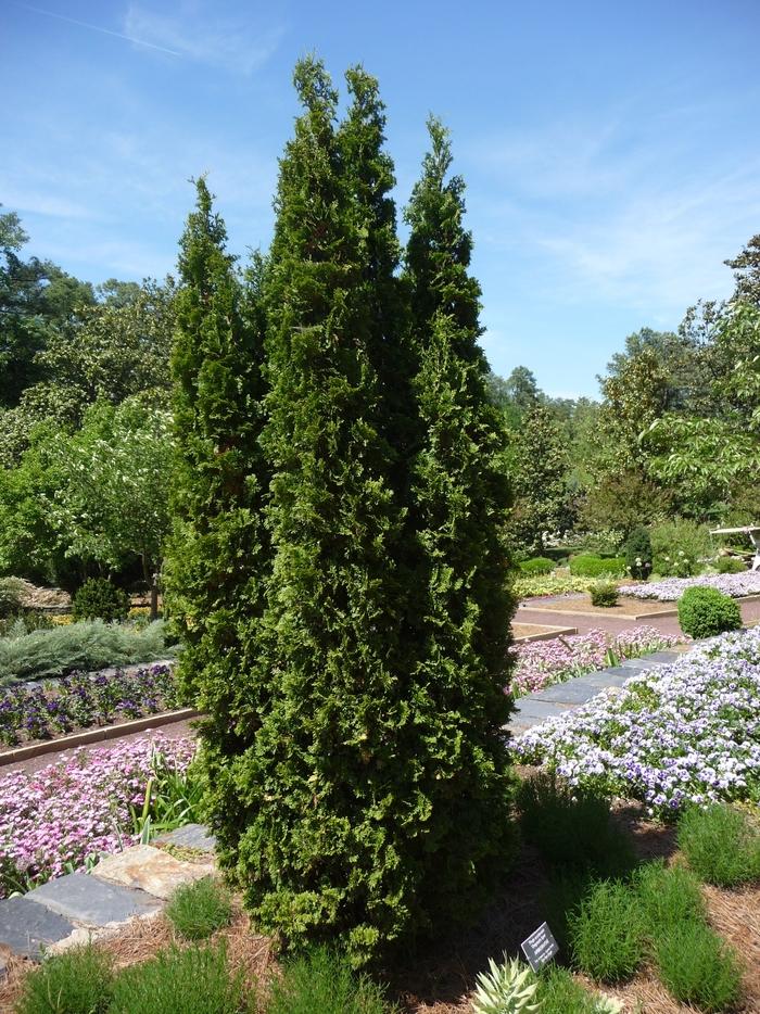 Juniperus chinensis Hetzii Columnaris