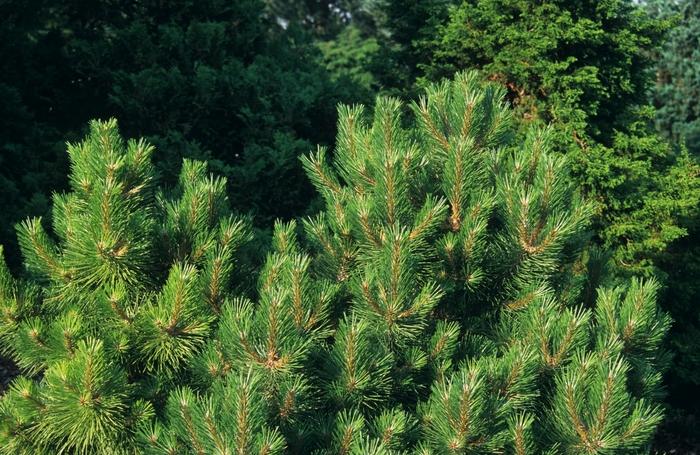 Pinus nigra Hornbrookiana
