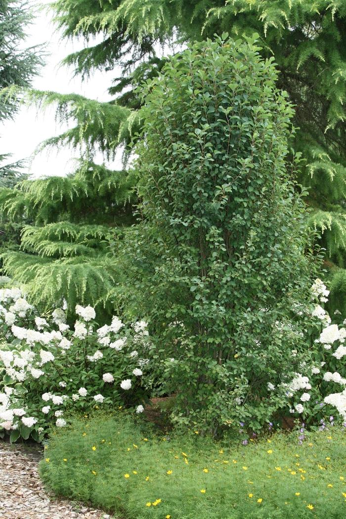 Amelanchier alnifolia Standing Ovation™