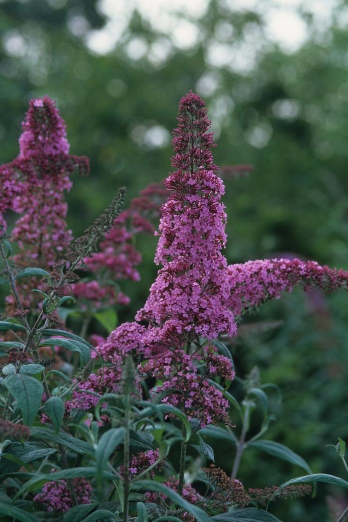 Buddleia Pink Delight