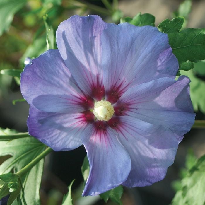 Hibiscus syriacus Azurri Blue Satin