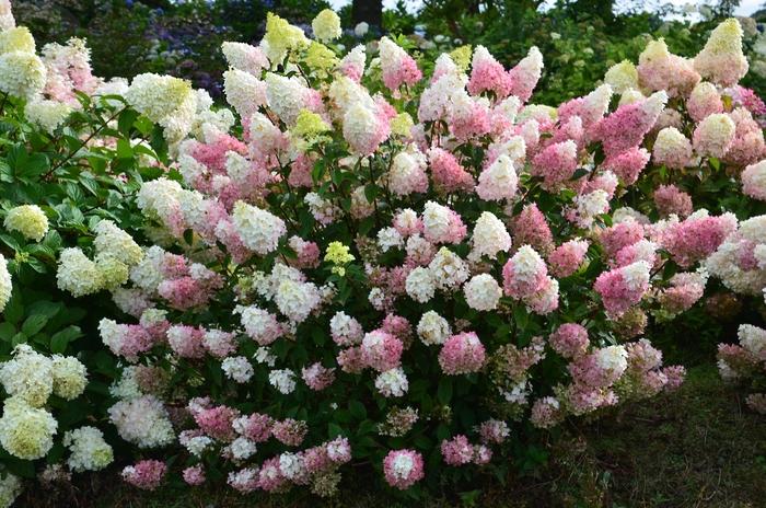 Hydrangea paniculata Strawberry Sundae™