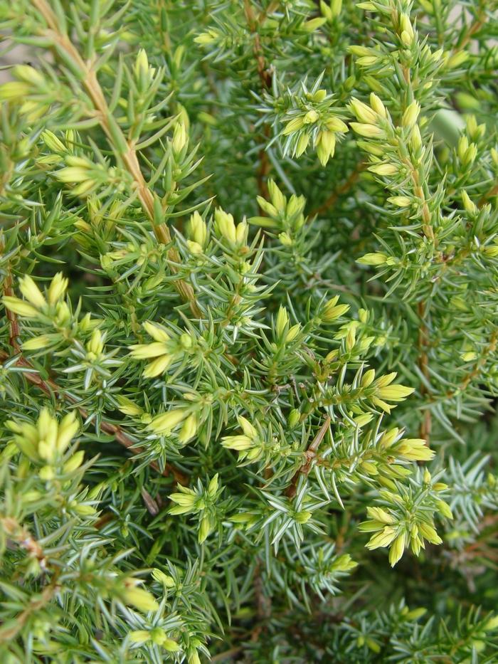 Juniperus communis depressa Blueberry Delight®