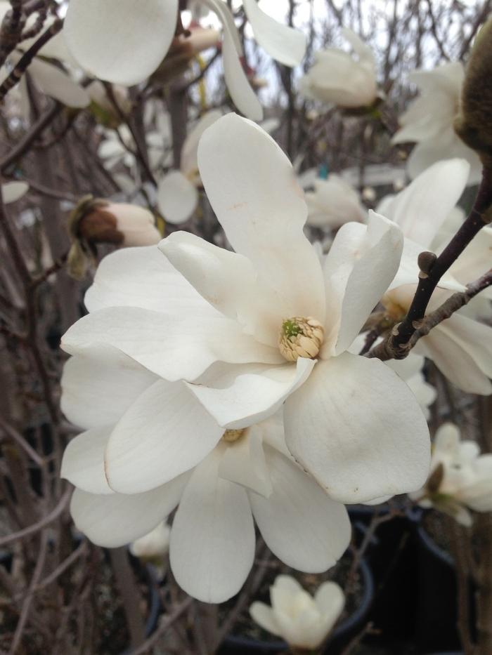 Magnolia x loebneri Merrill