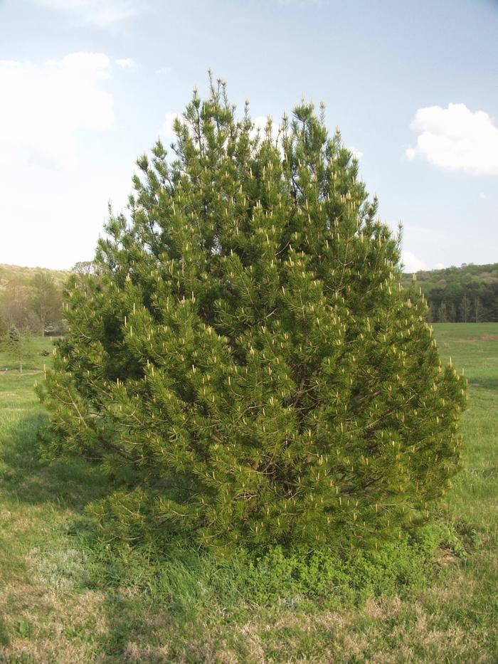 Pinus bungeana 